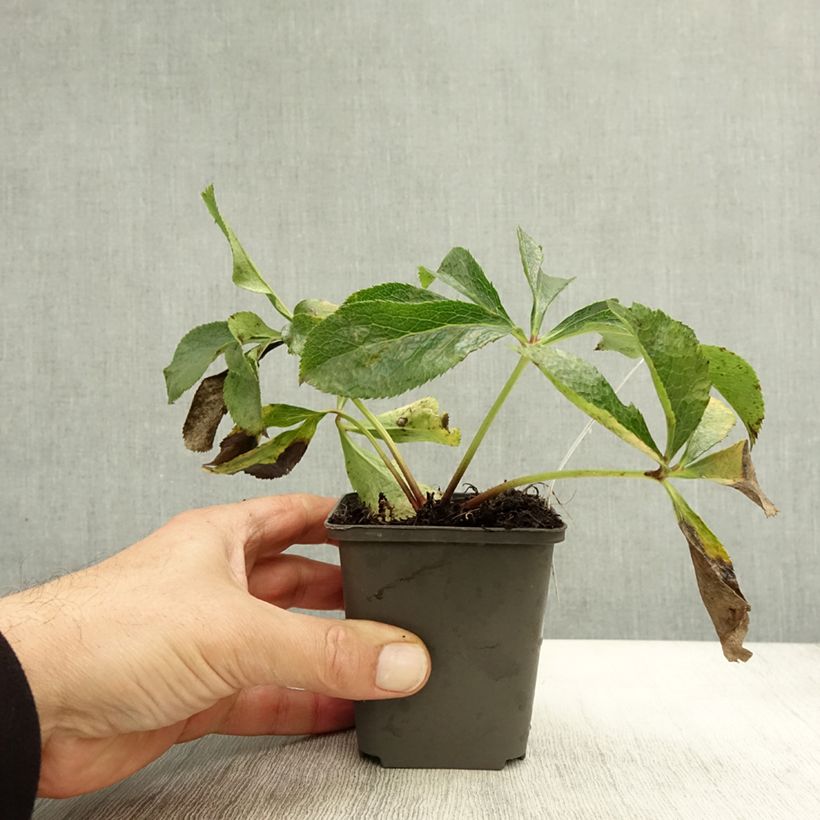 Spécimen de Hellebore Orientale en mélange Godet de 8/9 cm tel que livré en automne