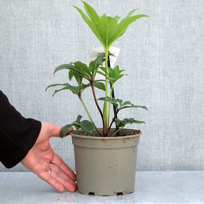 Spécimen de Hellébore orientale Rose à centre vert Pot de 2L/3L tel que livré au printemps