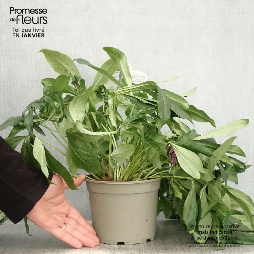 Spécimen de Hellébore orientale ViV Batista Pot de 2L/3L tel que livré en hiver