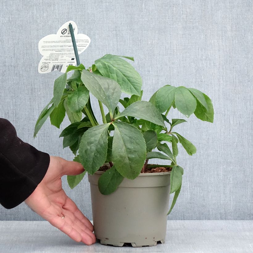 Example of Hellébore orientale ViV Cinzia Pot de 2L/3L as you get in hiver