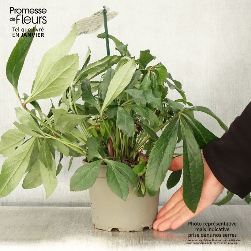 Example of Hellébore orientale ViV Elsa Pot de 2L/3L as you get in hiver