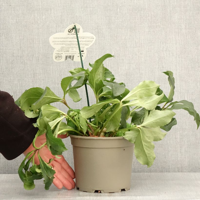 Spécimen de Hellébore orientale ViV Micaela Pot de 2L/3L tel que livré en hiver