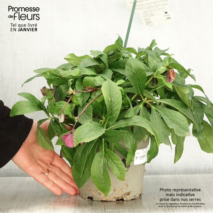 Example of Hellébore orientale ViV Patrizia Pot de 2L/3L as you get in hiver