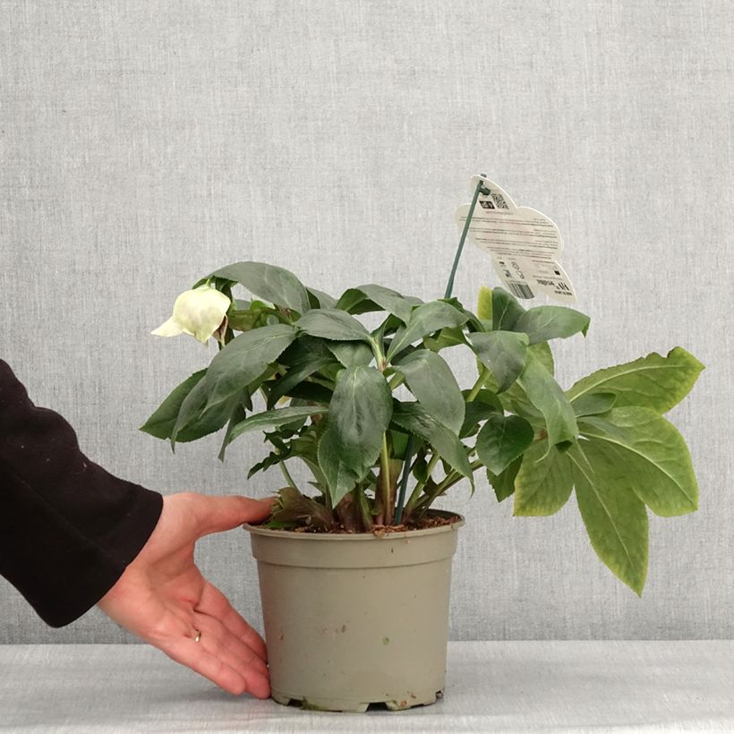 Spécimen de Hellébore orientale ViV Serafina Pot de 2L/3L tel que livré en hiver