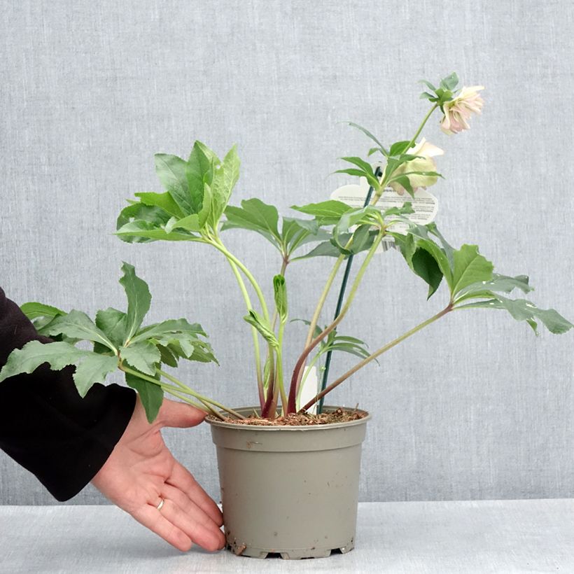 Spécimen de Hellébore orientale ViV Suzanna Pot de 2L/3L tel que livré au printemps