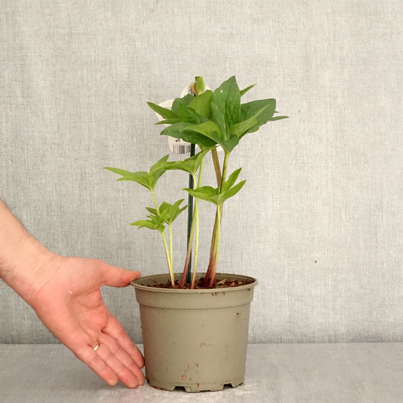 Spécimen de Hellébore orientale ViV Valentina Pot de 2L/3L tel que livré au printemps