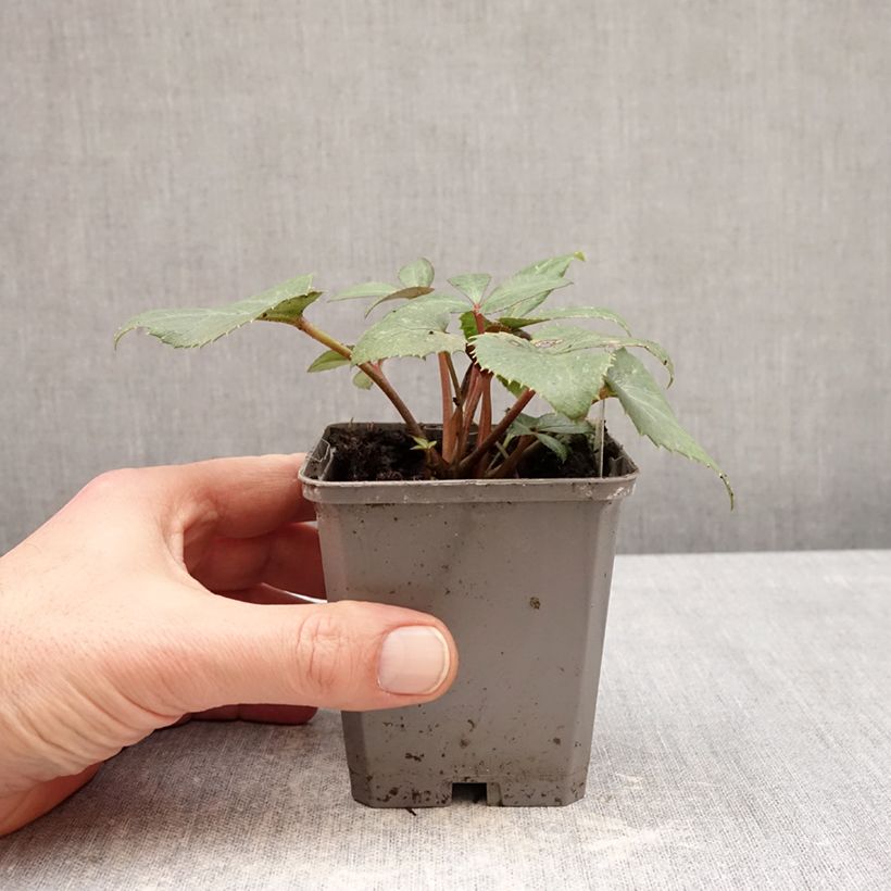 Example of Hellébore sternii - Hellébore de Stern Godet de 8/9 cm as you get in hiver