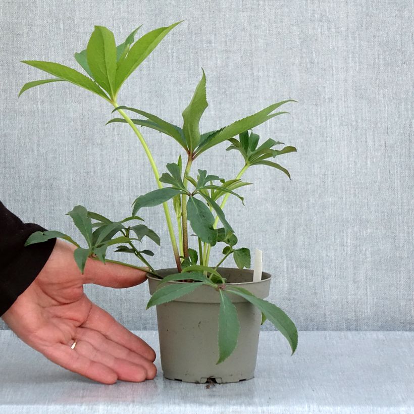 Spécimen de Hellébore torquatus Party Dress Hybriden Pot de 1L/1,5L tel que livré au printemps