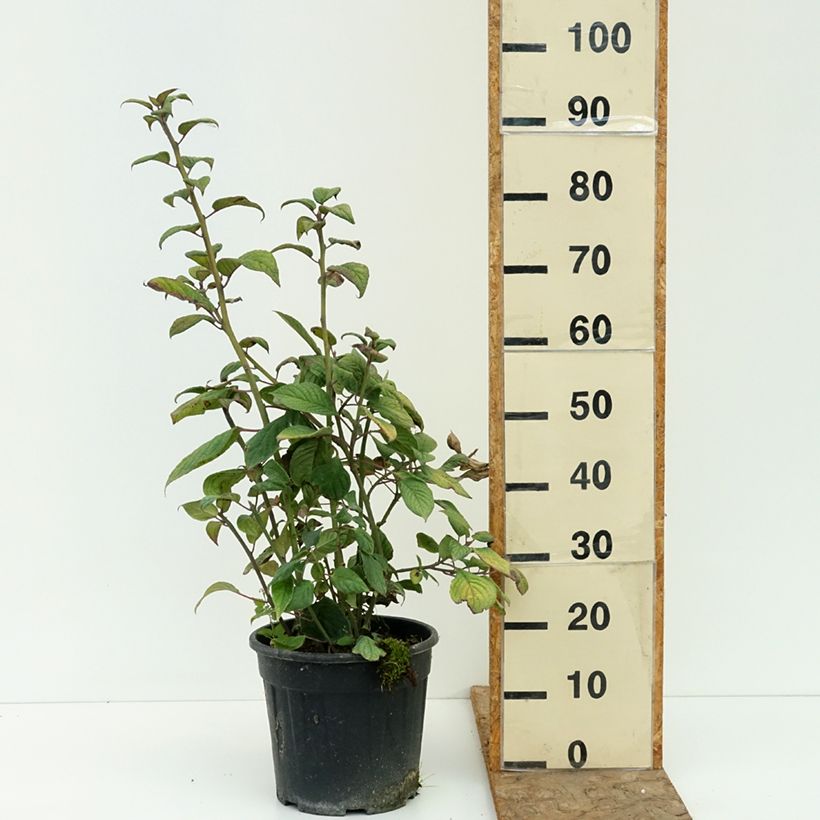 Spécimen de Helwingia japonica femelle Pot de 7,5L/10L tel que livré en été