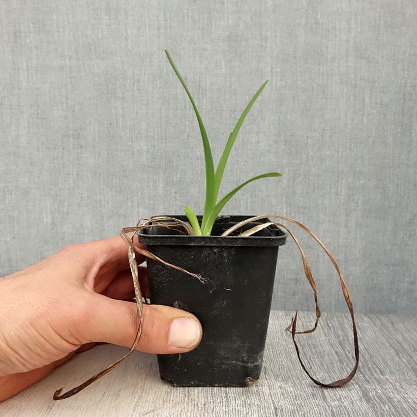 Spécimen de Hémérocalle Amadeus - Lis d'un Jour Godet de 8/9 cm tel que livré au printemps