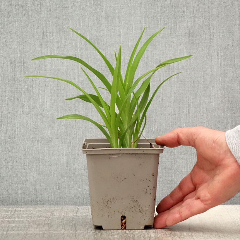 Spécimen de Hémérocalle Amerstone Amethyst Jewel - Lis d'un jour Pot de 1L/1,5L tel que livré au printemps