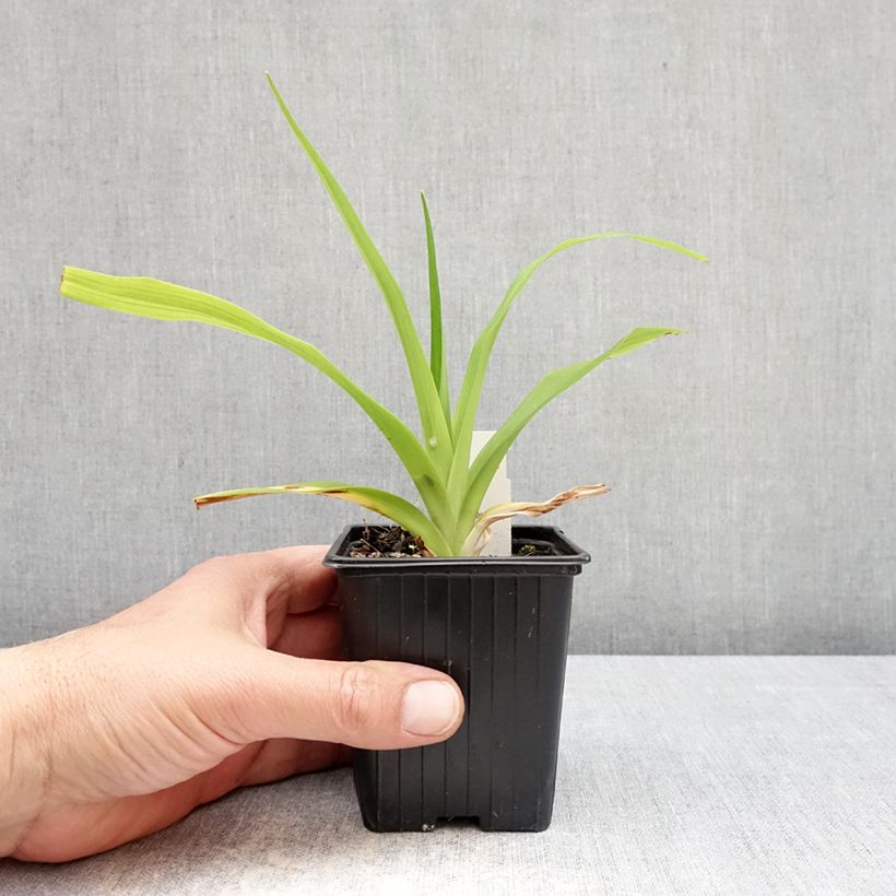 Spécimen de Hémérocalle Apricot Beauty - Lis d'un jour double orange à macule Godet de 8/9 cm tel que livré au printemps