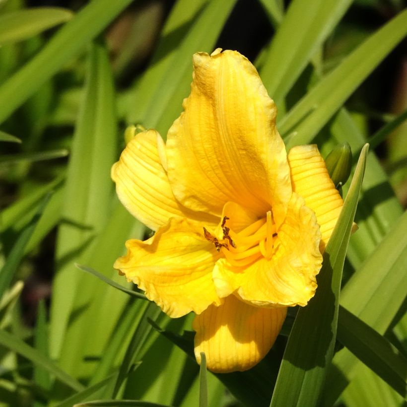 Hémérocalle Bakabana - Lis d'un jour jaune d'or (Floraison)