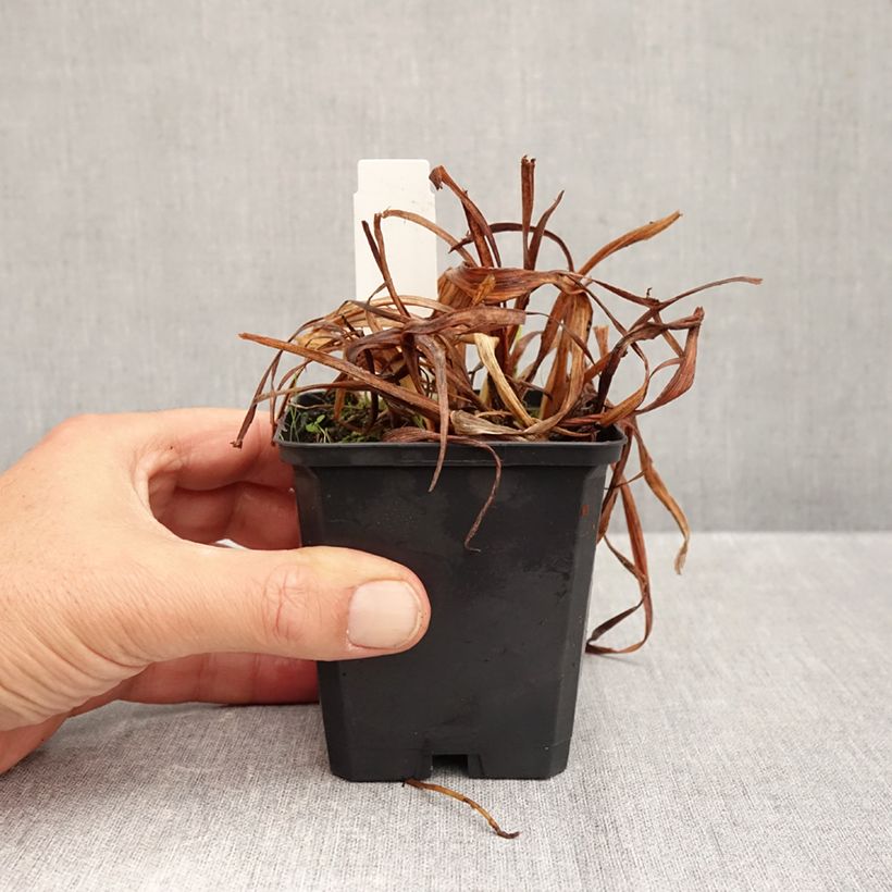 Spécimen de Hémérocalle Bonanza - Lis d'un jour Godet de 8/9 cm tel que livré en automne