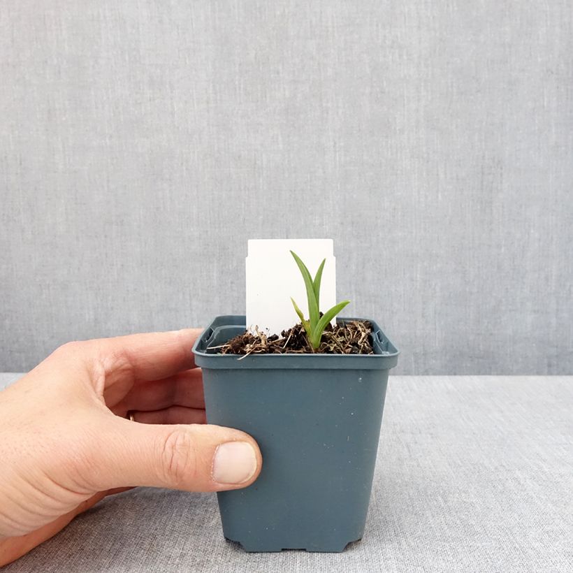 Example of Hémérocalle Burning Daylight - Lis d'un Jour Godet de 8/9 cm as you get in printemps