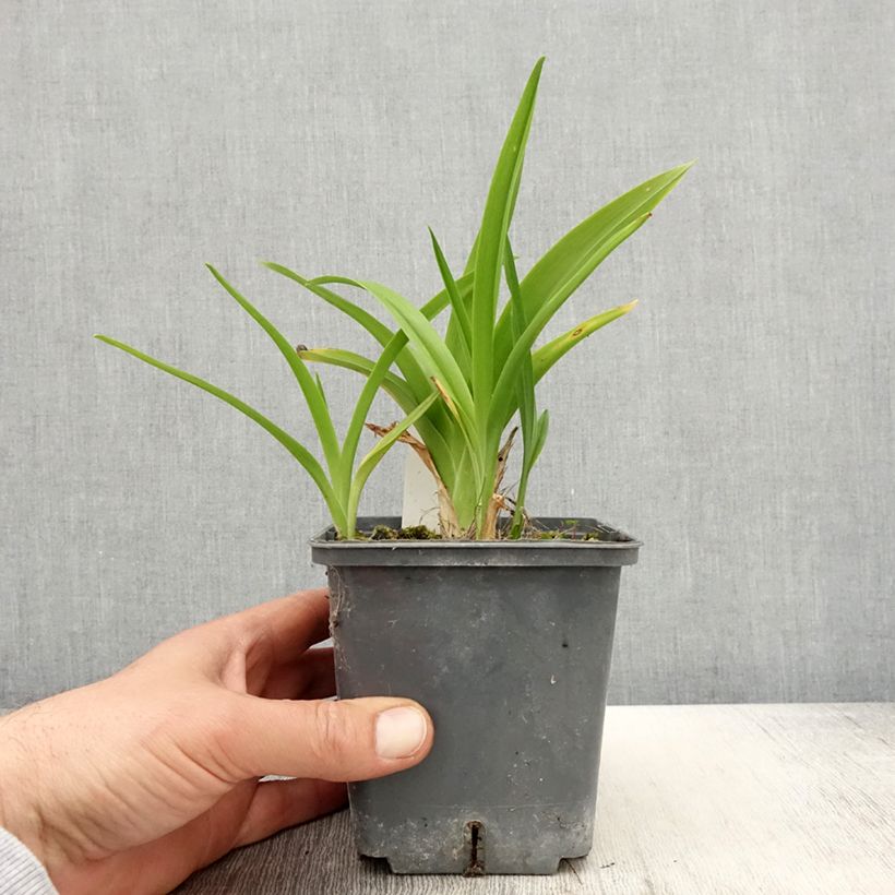 Spécimen de Hémérocalle Calico Jack - Lis d'un jour Pot de 1L/1,5L tel que livré au printemps