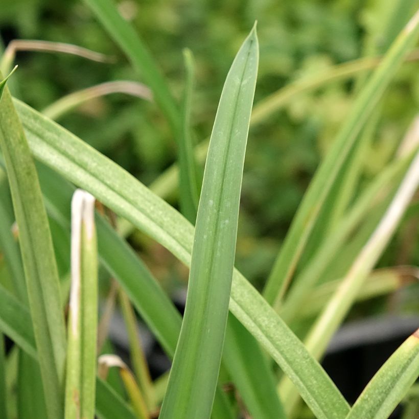 Hémérocalle Cape Breton - Lis d'un jour (Feuillage)