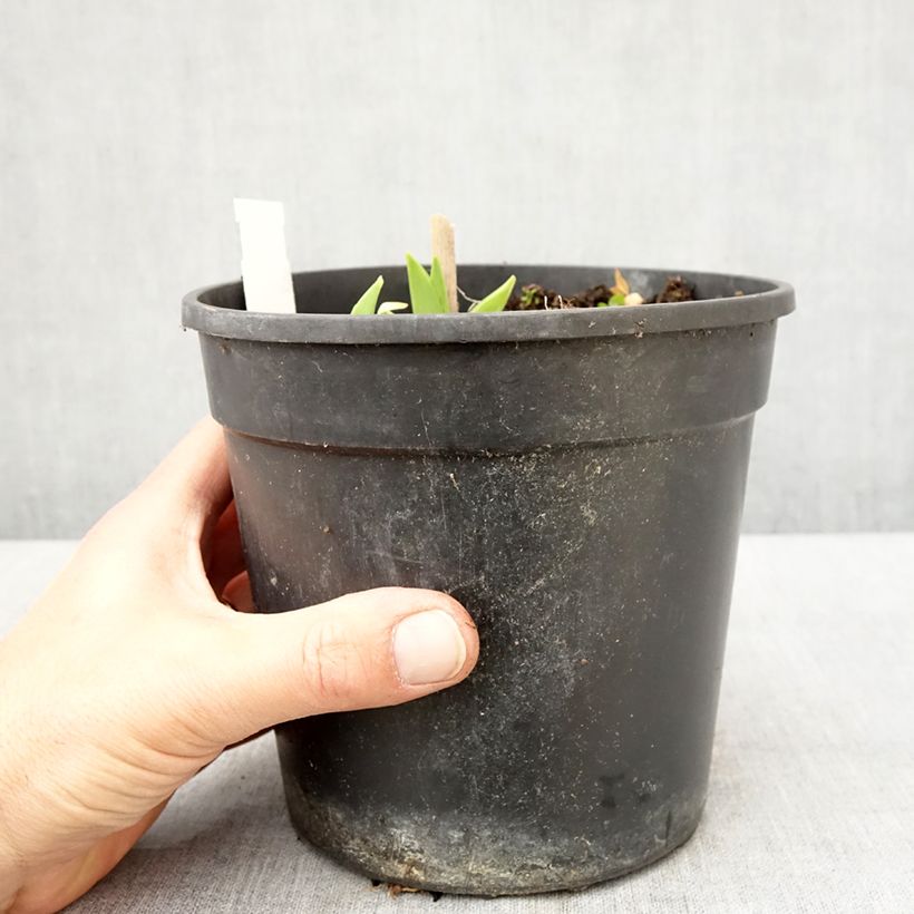 Example of Hémérocalle Chicago Sunrise - Lis d'un jour Pot de 2L/3L as you get in printemps