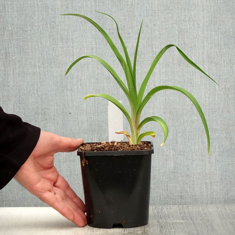 Example of Hémérocalle citrina - Lis d'un Jour Pot de 1,5L/2L as you get in printemps