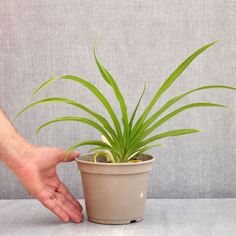 Spécimen de Hémérocalle Condilla - Lis d'un Jour double, jaune foncé. Pot de 2L/3L tel que livré au printemps