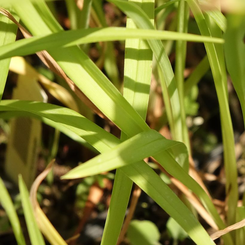 Hémérocalle Corky - Lis d'un jour (Foliage)