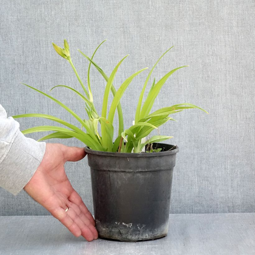 Spécimen de Hémérocalle Double Dream - Lis d'un Jour Pot de 2L/3L tel que livré au printemps
