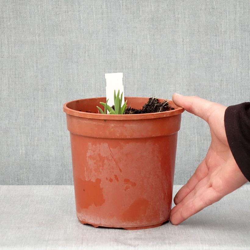 Example of Hémérocalle Double River Wye - Lis d'un jour jaune citron Pot de 2L/3L as you get in printemps