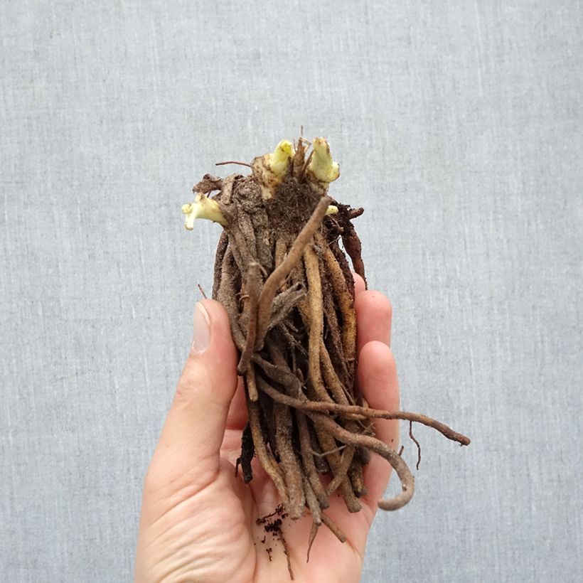 Example of Hémérocalle Double River Wye - Lis d'un jour jaune citron Racines nues, Qualité Extra équivalant à un pot de 2L as you get in hiver