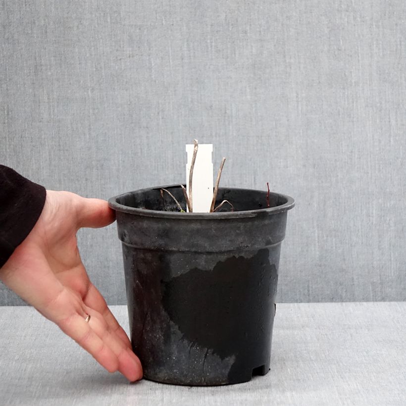 Example of Hémérocalle Everydaylily Bronze - Lis d'un jour Pot de 2L/3L as you get in hiver