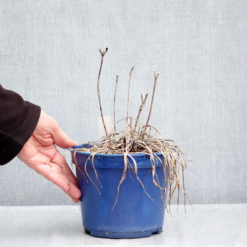 Example of Hémérocalle Everydaylily Cerise - Lis d'un jour Pot de 2L/3L as you get in hiver