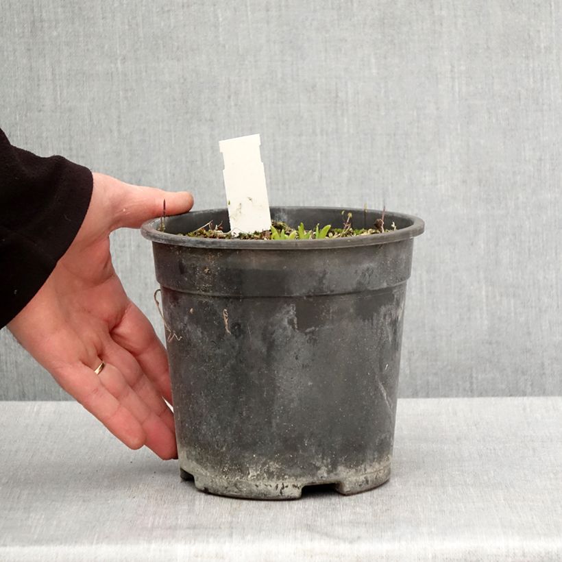 Spécimen de Hémérocalle Everydaylily Punch Yellow - Lis d'un jour Pot de 2L/3L tel que livré au printemps