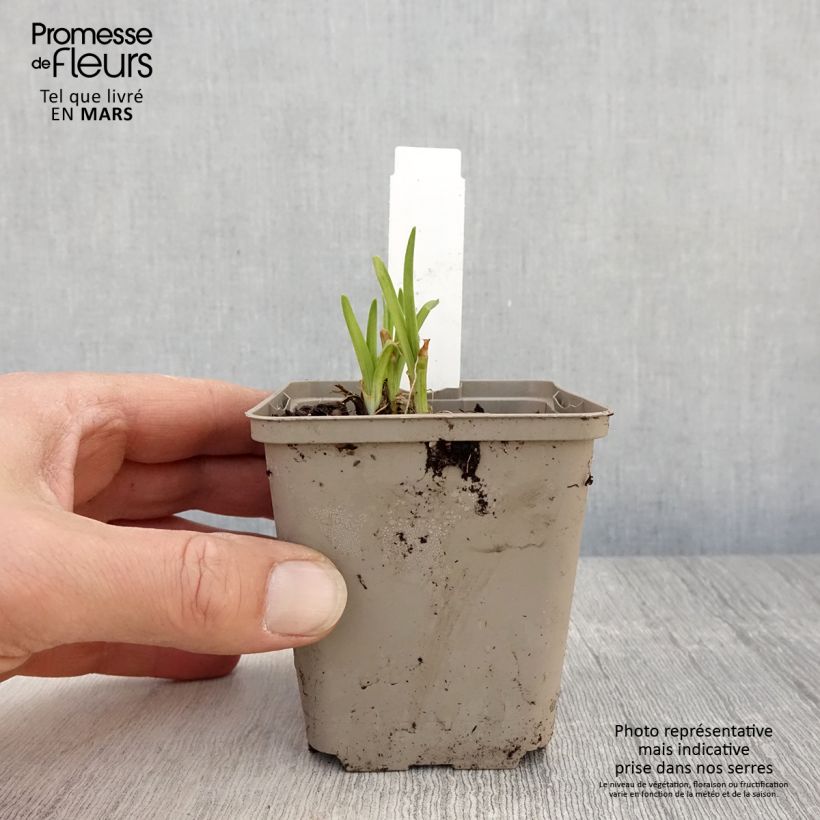 Example of Hémérocalle Everydaylily Red Ribs - Lis d'un jour Godet de 8/9 cm as you get in printemps