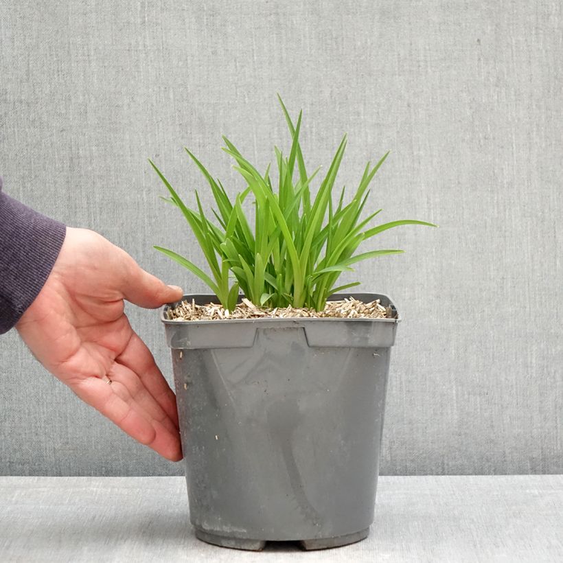 Spécimen de Hémérocalle Everydaylily Red Ribs - Lis d'un jour Pot de 2L/3L tel que livré au printemps