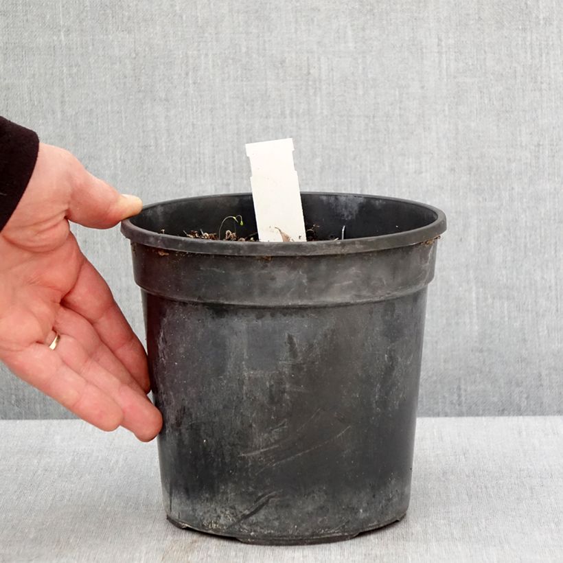 Example of Hémérocalle Final Touch - Lis d'un jour rose carmin à centre vert Pot de 2L/3L as you get in printemps