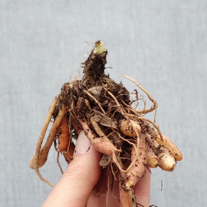 Example of Hémérocalle Final Touch - Lis d'un jour rose carmin à centre vert Racines nues, Qualité Extra équivalant à un pot de 2L as you get in hiver