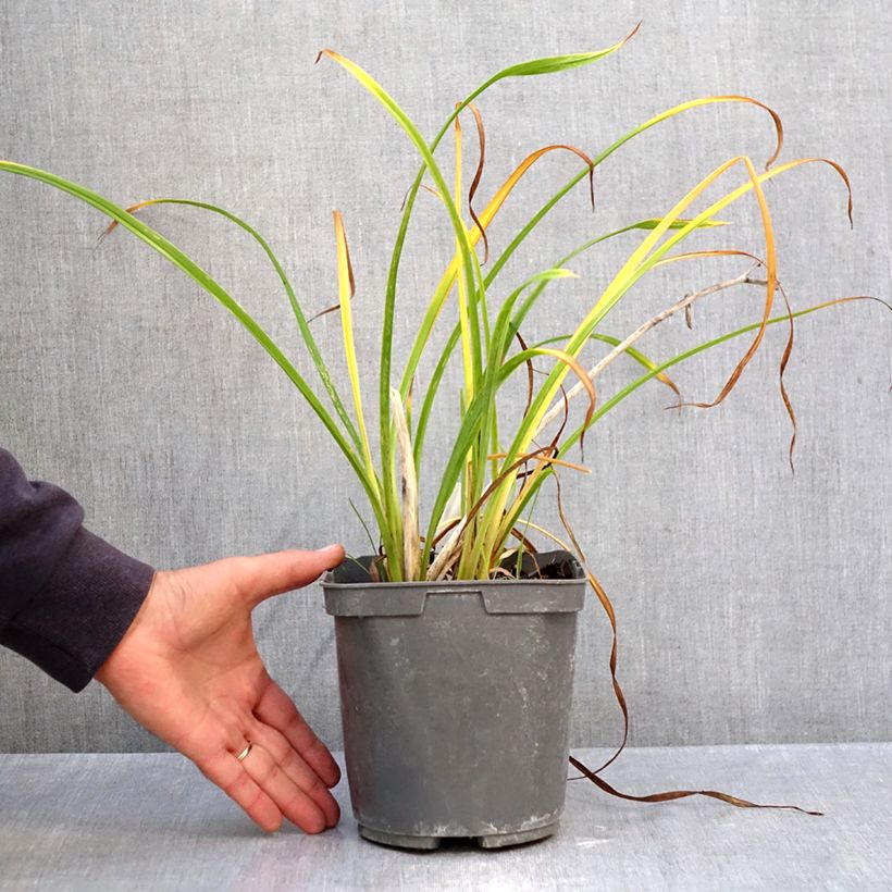 Spécimen de Hémérocalle Fooled Me - Lis d'un jour Pot de 1L/1,5L tel que livré en automne