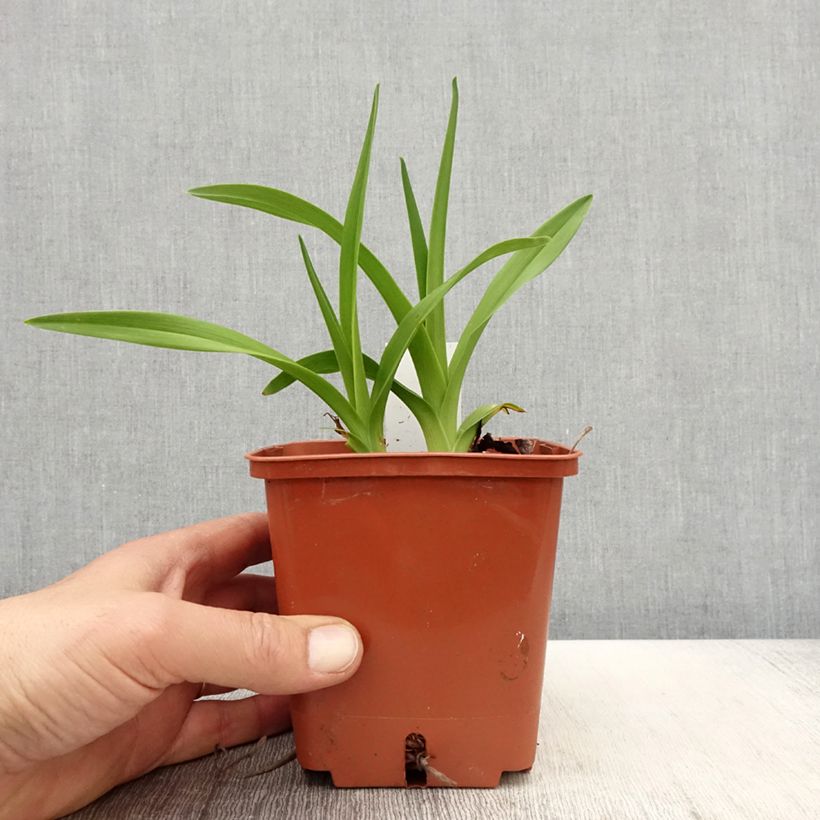 Example of Hémérocalle Fooled Me - Lis d'un jour Pot de 1L/1,5L as you get in printemps