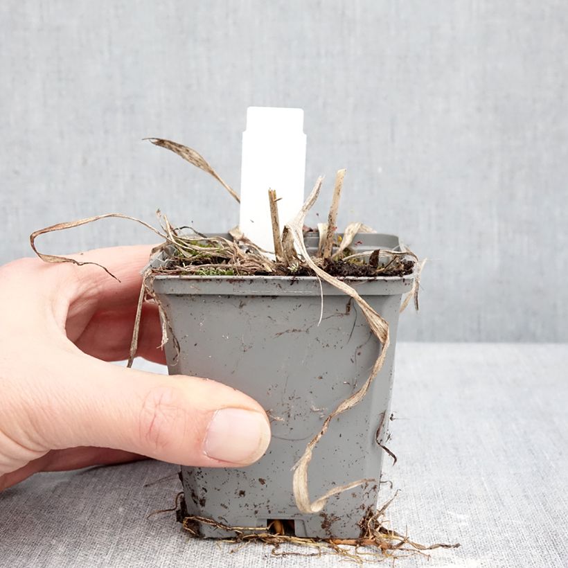 Example of Hémérocalle Happy Returns - Lis d'un jour jaune citron Godet de 8/9 cm as you get in hiver