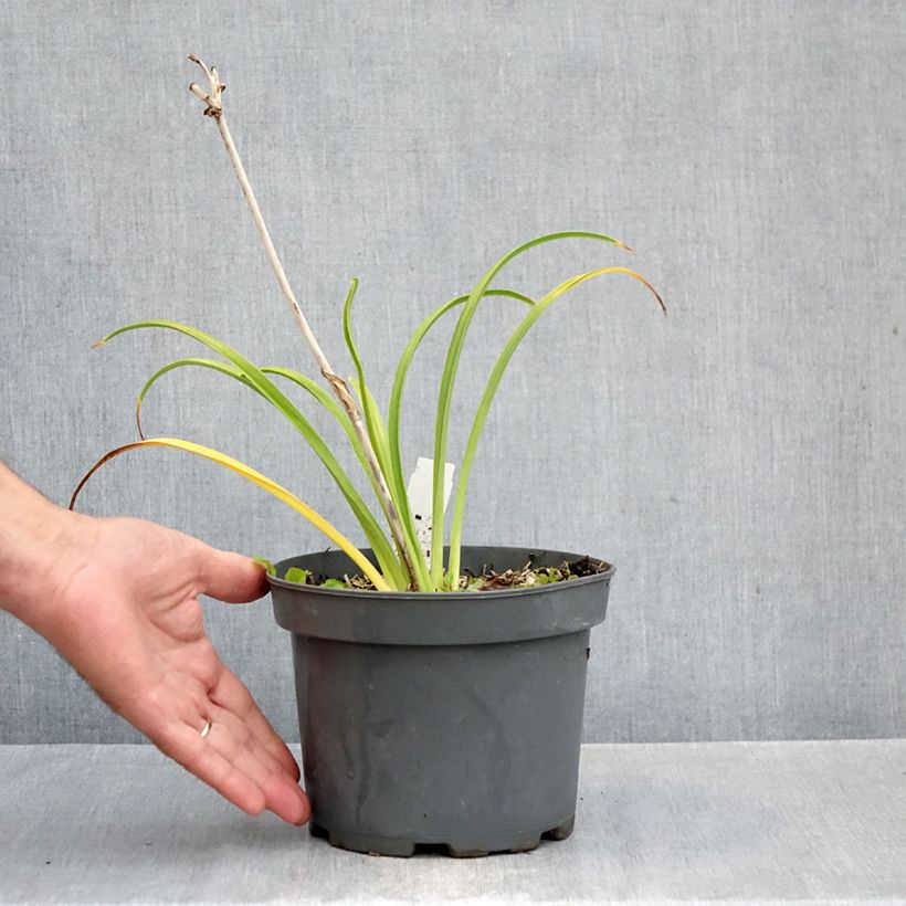 Spécimen de Hémérocalle Happy Returns - Lis d'un jour jaune citron Pot de 2L/3L tel que livré en automne