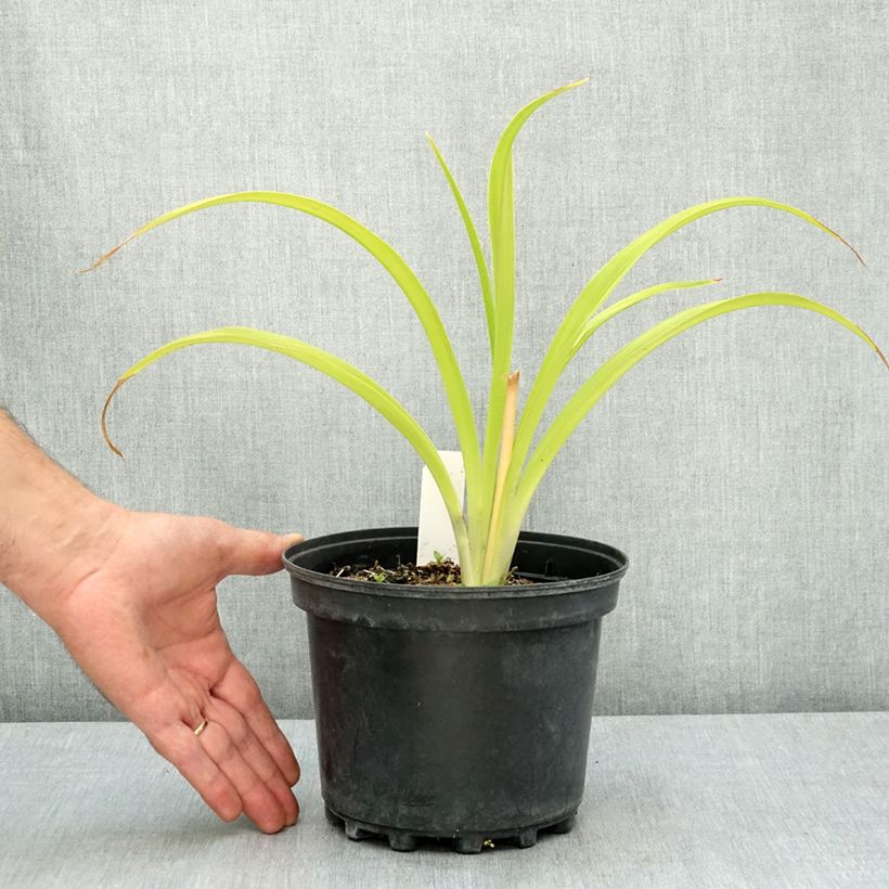 Spécimen de Hémérocalle Happy Returns - Lis d'un jour jaune citron Pot de 2L/3L tel que livré en été