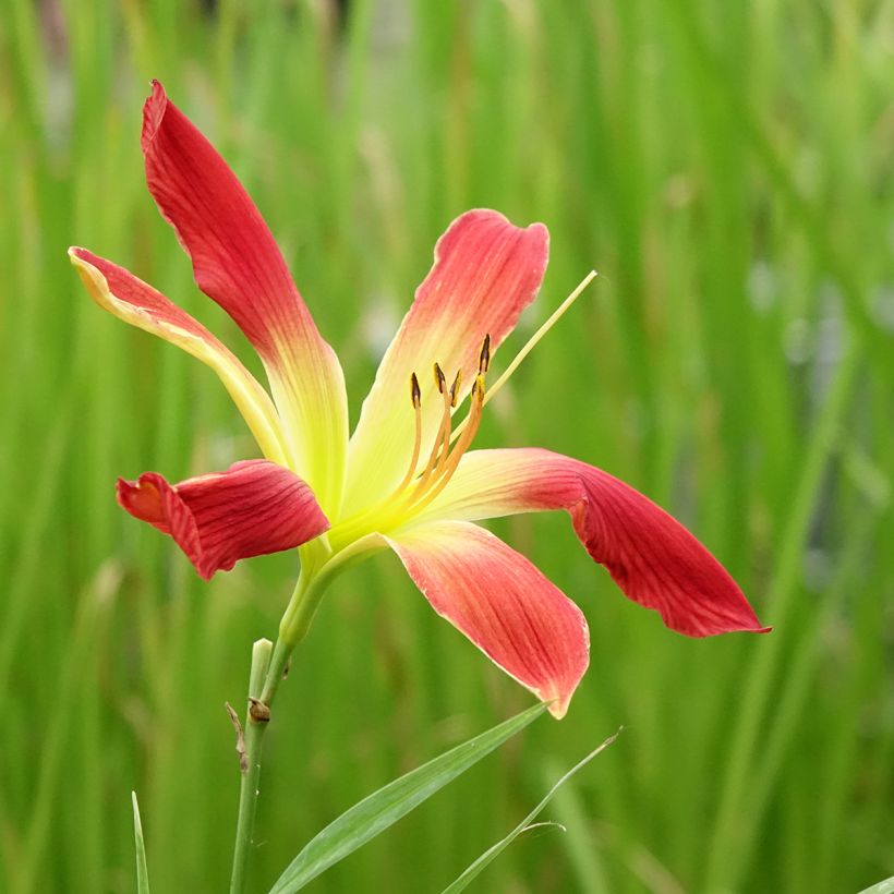 Hémérocalle Hot Wheels - Lis d'un jour type Spider (Flowering)