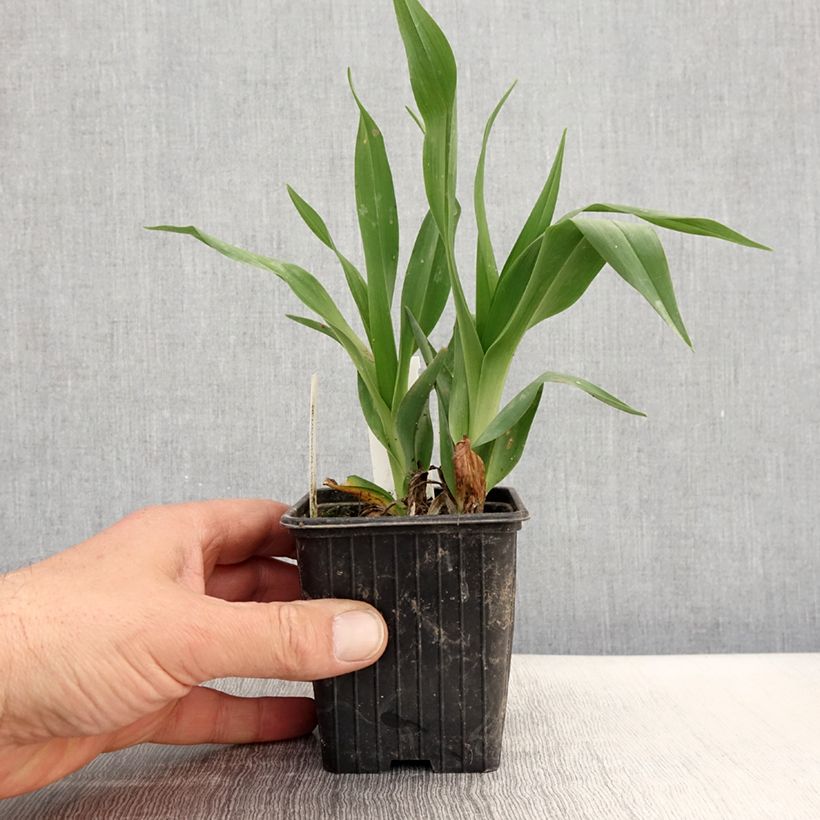 Example of Hémérocalle Hot Wheels - Lis d'un jour type Spider Godet de 8/9 cm as you get in printemps