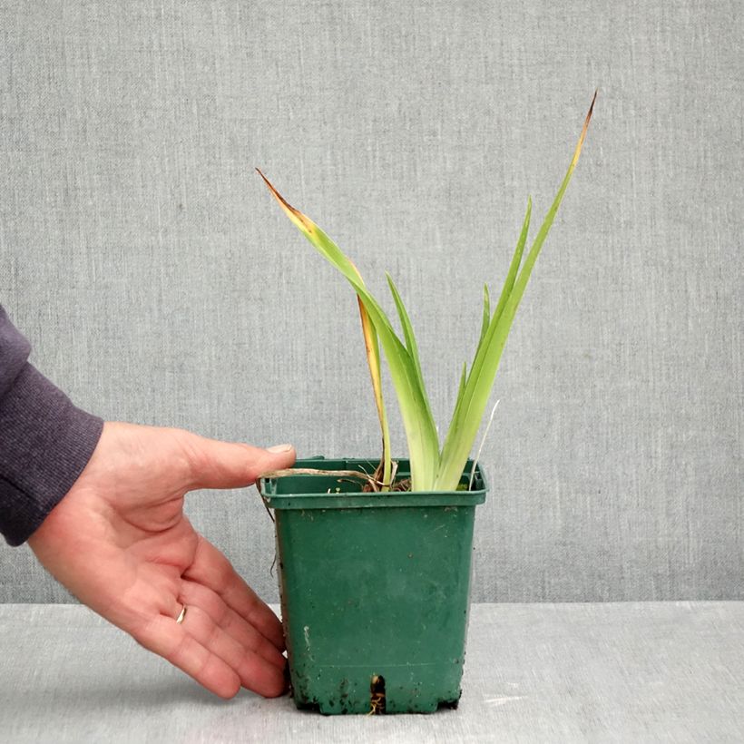 Spécimen de Hémérocalle Jason Salter - Lis d'un jour jaune à oeil brun. Pot de 1L/1,5L tel que livré en automne