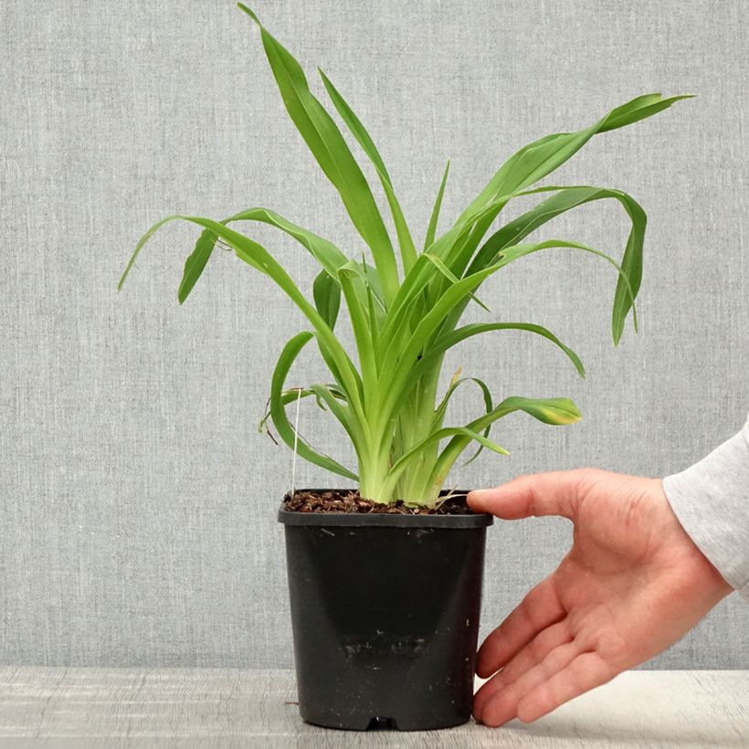 Example of Hémérocalle Lacy Doily - Lis d'un jour Pot de 1L/1,5L as you get in printemps