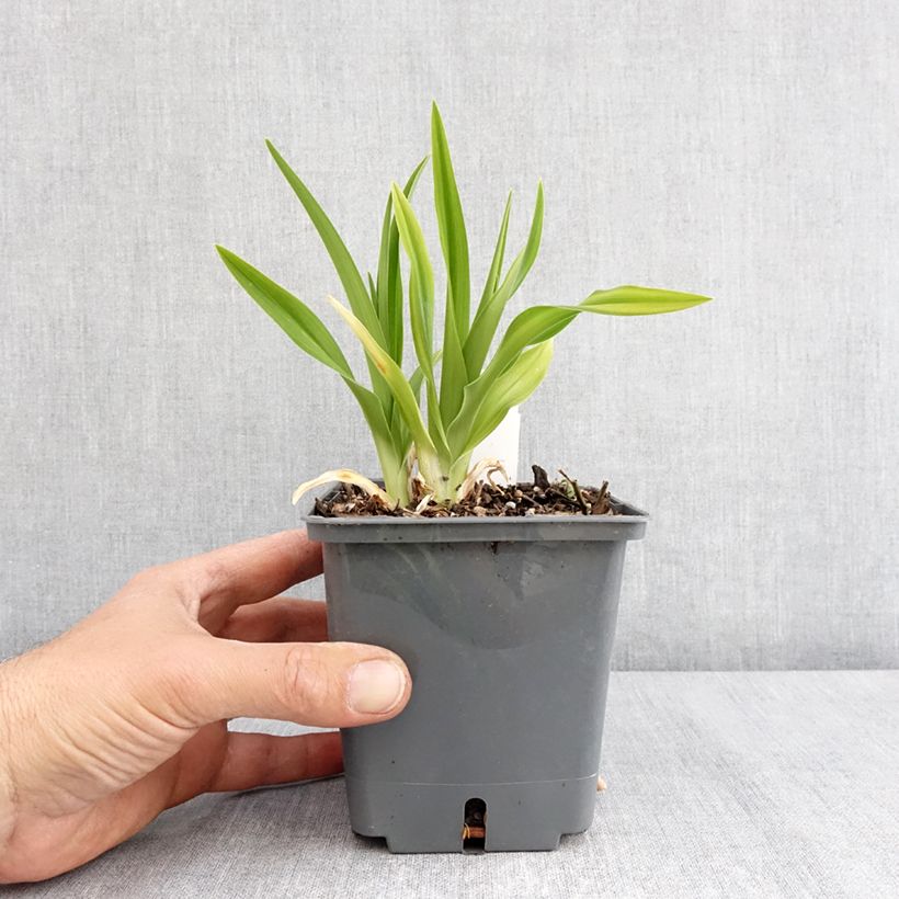 Spécimen de Hémérocalle Land of Cotton - Lis d'un jour Pot de 1L/1,5L tel que livré au printemps