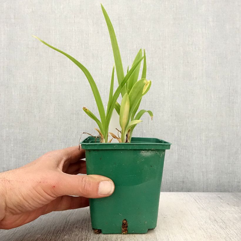 Example of Hémérocalle Luxury Lace - Lis d'un Jour rose lilas pâle et crème Pot de 1L/1,5L as you get in printemps