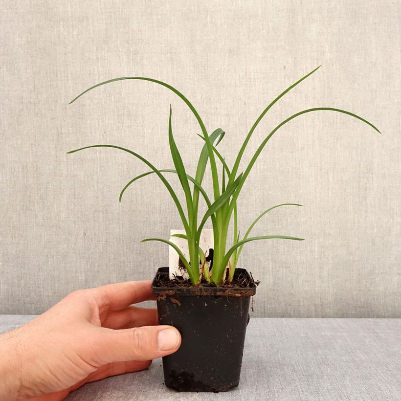Spécimen de Hémérocalle Mauna Loa - Lis d'un jour orange Godet de 8/9 cm tel que livré au printemps