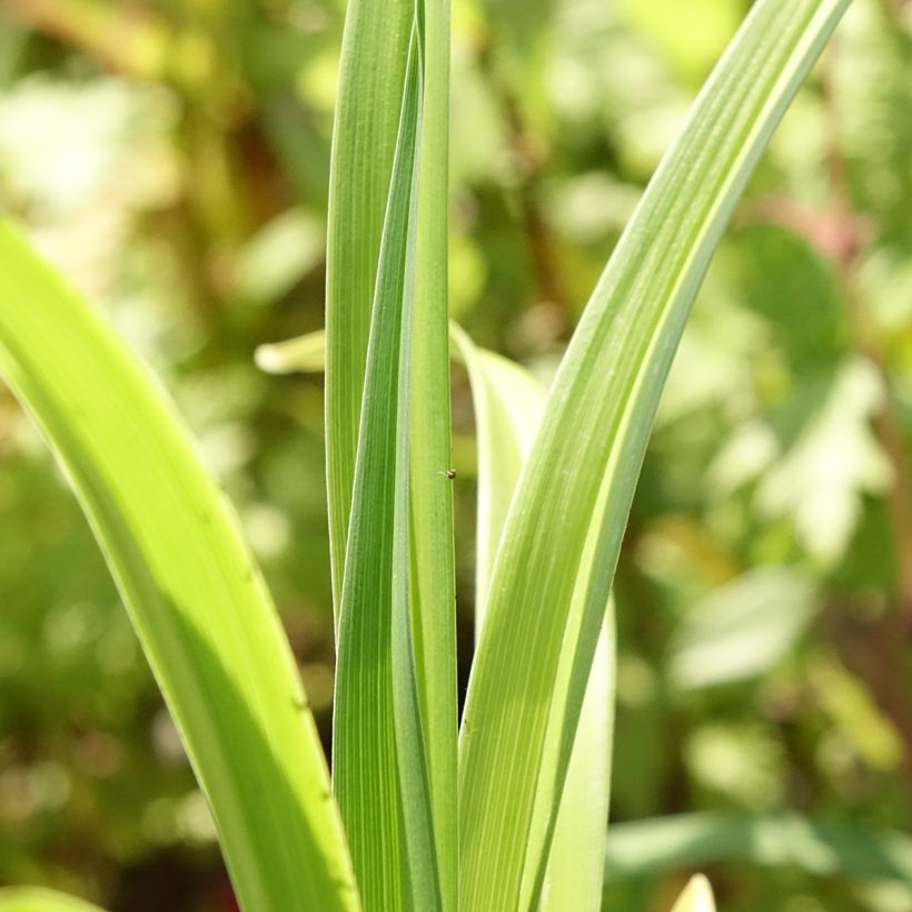 Hémérocalle Mauna Loa - Lis d'un jour orange (Feuillage)
