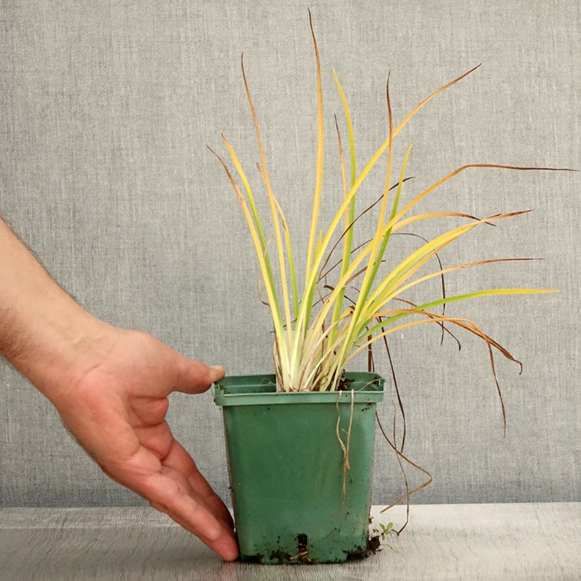 Spécimen de Hemerocalle Mini Stella - Lis d'un jour jaune vif Pot de 1L/1,5L tel que livré en automne
