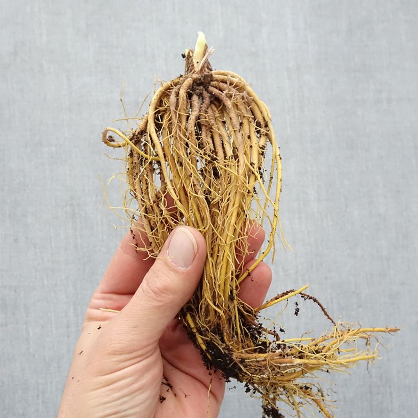 Example of Hemerocalle Mini Stella - Lis d'un jour jaune vif Racines nues, Qualité Extra équivalant à un pot de 2L as you get in hiver